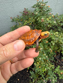 Bourret's Flowerback Box Turtle 2026
