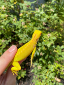 Crimson Red Albino Green Iguana 2026