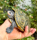 Concentric Diamondback Terrapin Adult Female