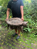 Alligator Snapping Turtle Adult Male