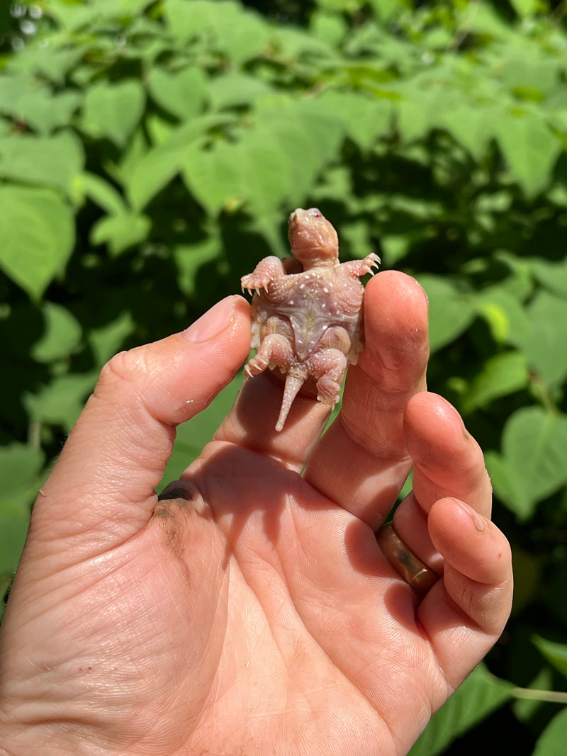 Albino Florida Snapping Turtle 2024