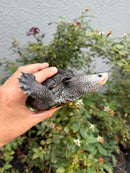 Adult Mississippi Diamondback Terrapin Female