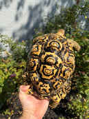 Hi White Leopard Tortoise Female