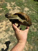Russian Tortoise Adult Female Group (0.3)   (Testudo horsfieldii)