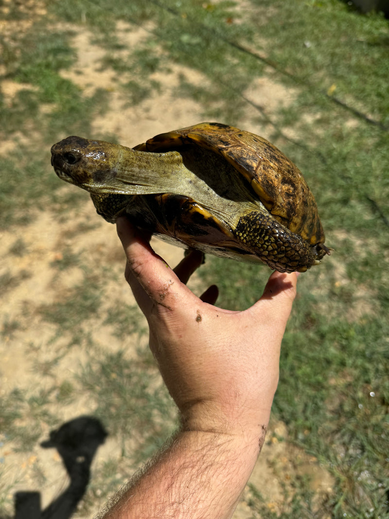 Russian Tortoise Adult Female Group (0.3)   (Testudo horsfieldii)