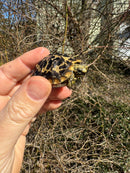 Pancake Tortoise Baby 2025