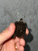 Hi White Concentric Diamondback Terrapin 2023