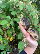 Adanson's Mud Turtles Pair