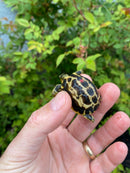 Spider Tortoise Baby