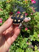 Ornate Diamondback Terrapin Female