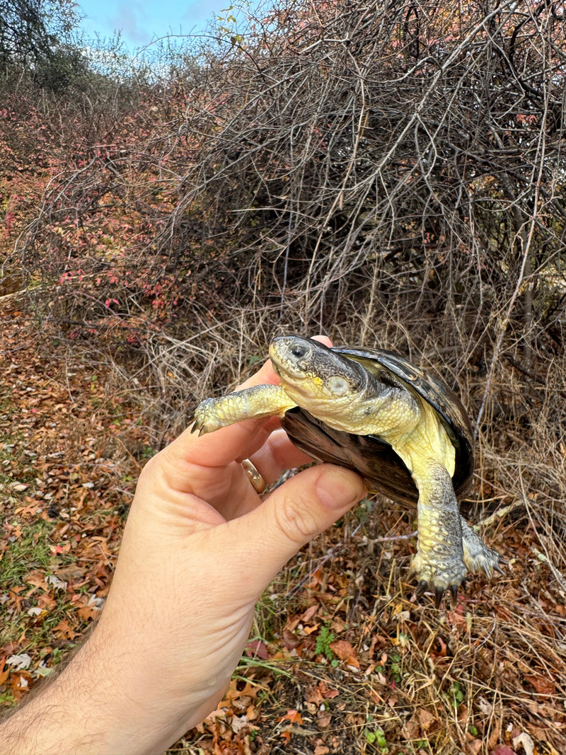 African Dwarf Mud Turtle Adult Female