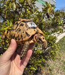 Libyan Greek Tortoise Adult Male