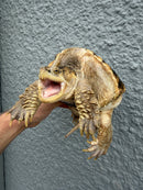 Hypomelanistic Common Snapping Turtle 2024