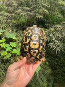 Libyan Greek Tortoise Adult Male