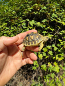 Leopard Tortoise 2024