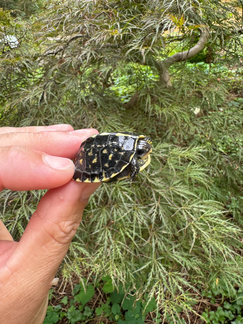 HI YELLOW Florida Box Turtle Baby 2024