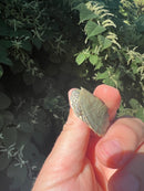 Cagle's  Map Turtle Baby (Graptemus caglei)