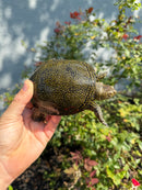 Sicilian Pond Turtle Adult Pair