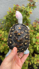 Ornate Diamondback Terrapin Female