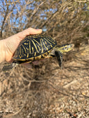 Florida Box Turtle Adult Female
