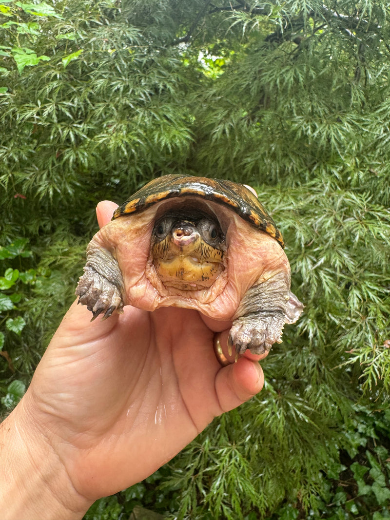 Vampire Musk Turtle Adult Female