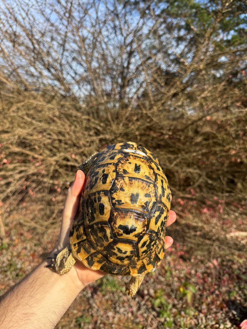 Libyan Greek Tortoise Adult Female
