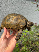 Mesopotamian Greek Tortoise Adult Female