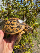 Libyan Greek Tortoise Adult Female