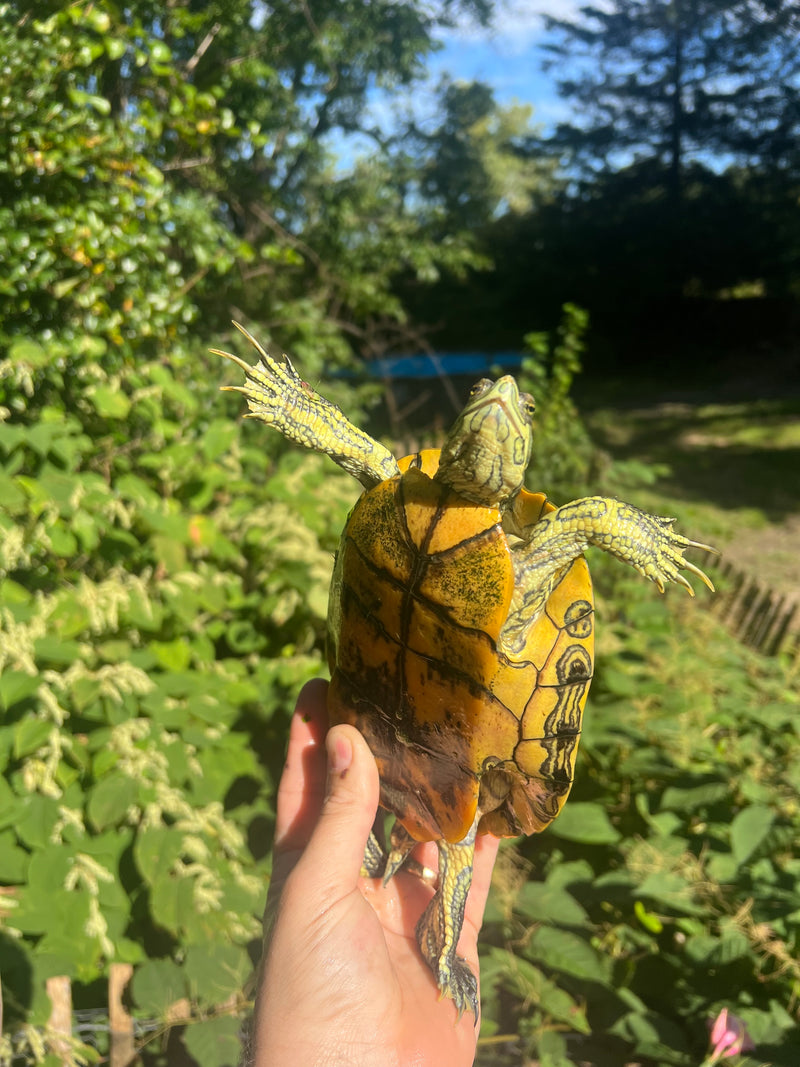 Pastel Clown Red Eared Slider Turtle Breeder Male