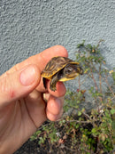 Hi Color Eastern Box Turtle Baby