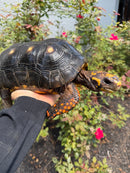 Red Foot Tortoise Adult Male