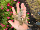 Aquaflame Blue Eastern Collared Lizard Adult Pair