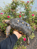 Red Foot Tortoise Adult Male