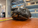 Barbados Red Foot Tortoise Adult Male