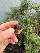 HI YELLOW Florida Box Turtle
