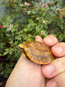 Bourret's Flowerback Box Turtle 2026