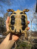 Eastern Hermann's Tortoise Adult Female