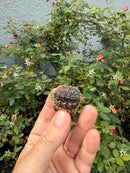 Hypomelanistic Common Snapping Turtle 2026
