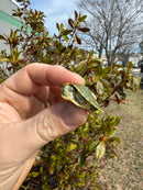 Pastel Picasso Red-Eared SliderTurtle