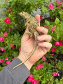 Aquaflame Blue Eastern Collared Lizard Adult Pair