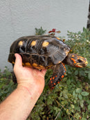 Red Foot Tortoise Adult Male
