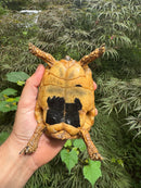Libyan Greek Tortoise Adult Male