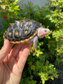 Ornate Diamondback Terrapin Male