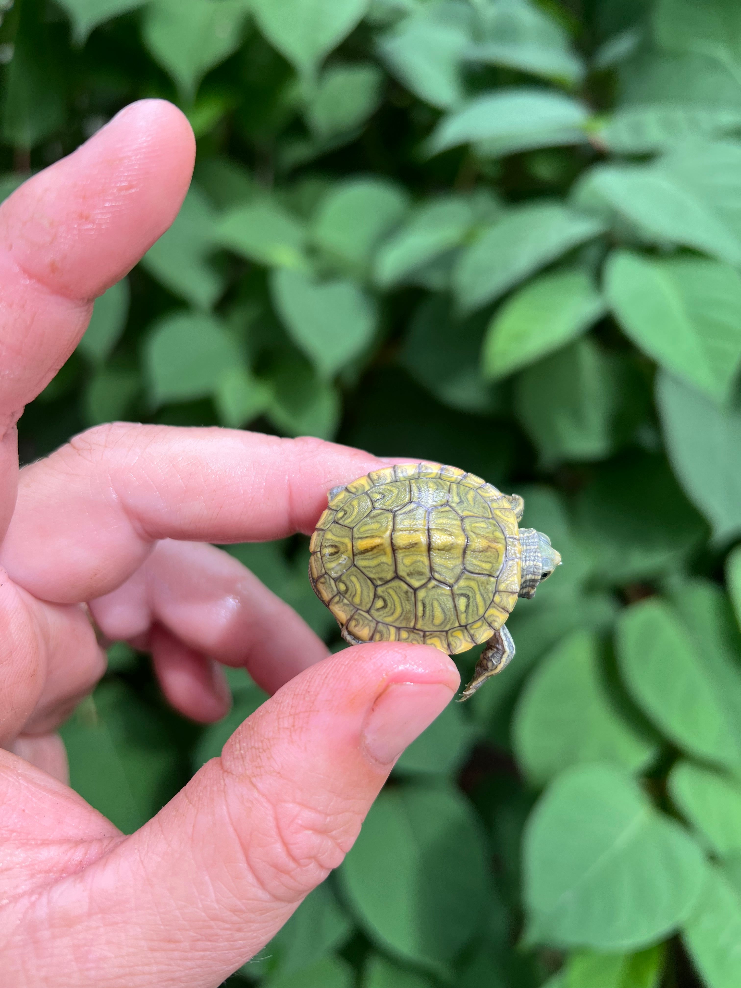 Pastel Clown Red Eared Slider Turtle 2024 #8 $174.99 | FaunaClassifieds