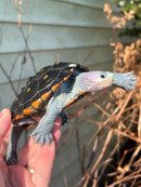 Ornate Diamondback Terrapin Female