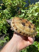 Mexican Giant Musk Adult Pair