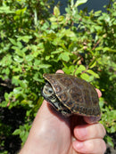 Balkan Pond Turtle Adult Male