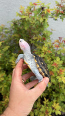 Ornate Diamondback Terrapin Female