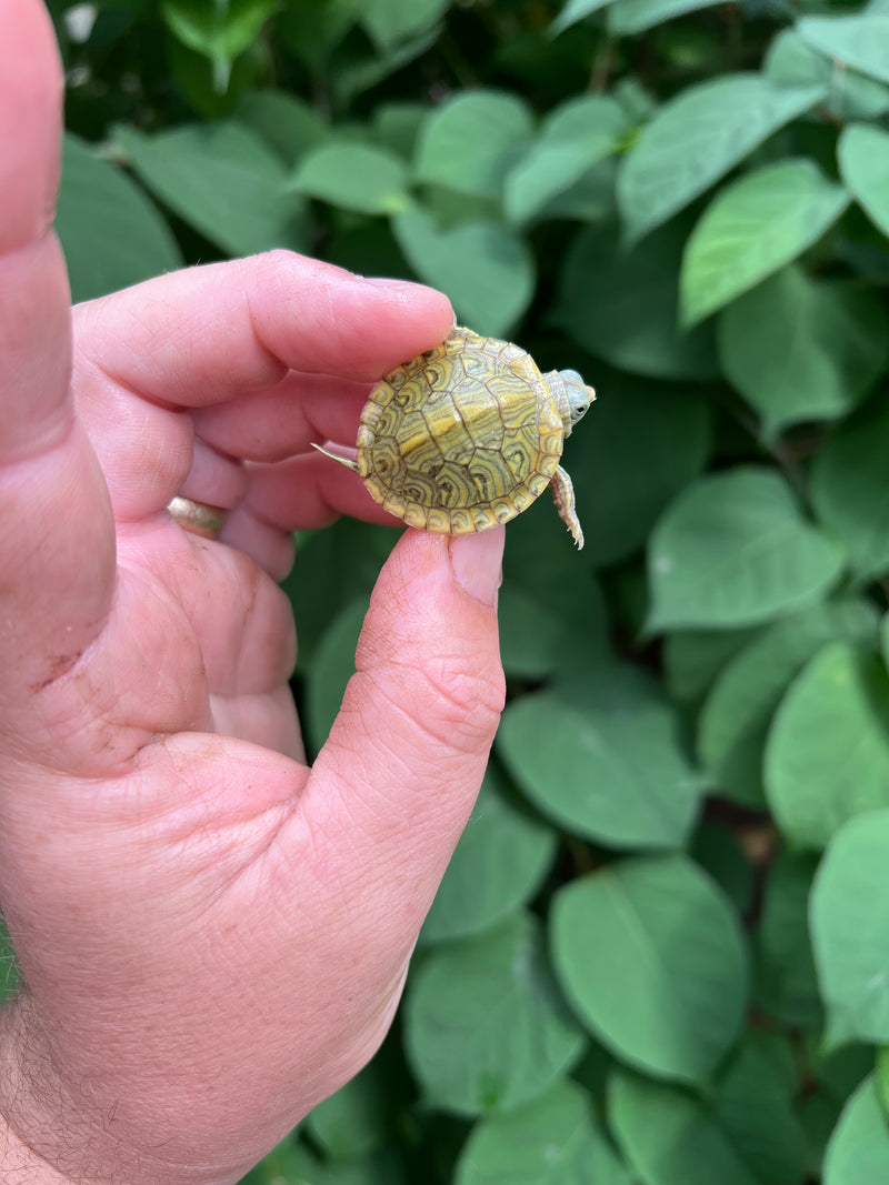 Pastel Clown Red Eared Slider Turtle 2024