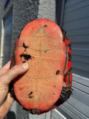 Super Red Northern Red Bellied Turtle Adult Female